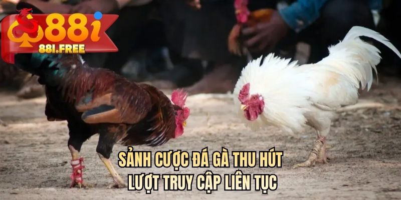 Sảnh cược đá gà thu hút lượt truy cập liên tục 