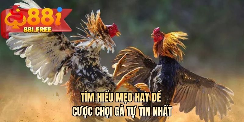 Tìm hiểu mẹo hay để cược chọi gà tự tin nhất 